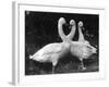 Three Swans-null-Framed Photographic Print