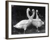 Three Swans-null-Framed Photographic Print