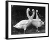 Three Swans-null-Framed Photographic Print