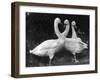 Three Swans-null-Framed Photographic Print