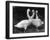 Three Swans-null-Framed Photographic Print