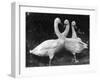 Three Swans-null-Framed Photographic Print