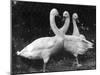 Three Swans-null-Mounted Photographic Print