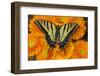 Three-tailed swallowtail butterfly female on orange gerber daisies-Darrell Gulin-Framed Photographic Print