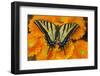 Three-tailed swallowtail butterfly female on orange gerber daisies-Darrell Gulin-Framed Photographic Print