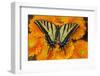 Three-tailed swallowtail butterfly female on orange gerber daisies-Darrell Gulin-Framed Photographic Print