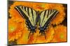 Three-tailed swallowtail butterfly female on orange gerber daisies-Darrell Gulin-Mounted Photographic Print