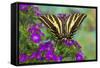 Three-Tailed Tiger Swallowtail Butterfly, Papilio Pilumnus-Darrell Gulin-Framed Stretched Canvas