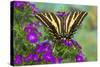 Three-Tailed Tiger Swallowtail Butterfly, Papilio Pilumnus-Darrell Gulin-Stretched Canvas