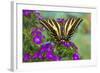 Three-Tailed Tiger Swallowtail Butterfly, Papilio Pilumnus-Darrell Gulin-Framed Photographic Print