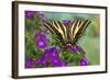 Three-Tailed Tiger Swallowtail Butterfly, Papilio Pilumnus-Darrell Gulin-Framed Photographic Print