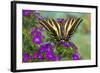 Three-Tailed Tiger Swallowtail Butterfly, Papilio Pilumnus-Darrell Gulin-Framed Photographic Print