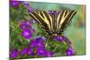 Three-Tailed Tiger Swallowtail Butterfly, Papilio Pilumnus-Darrell Gulin-Mounted Photographic Print