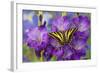 Three-Tailed Tiger Swallowtail Butterfly, Papilio Pilumnus-Darrell Gulin-Framed Photographic Print