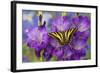 Three-Tailed Tiger Swallowtail Butterfly, Papilio Pilumnus-Darrell Gulin-Framed Photographic Print