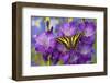 Three-Tailed Tiger Swallowtail Butterfly, Papilio Pilumnus-Darrell Gulin-Framed Photographic Print