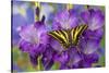 Three-Tailed Tiger Swallowtail Butterfly, Papilio Pilumnus-Darrell Gulin-Stretched Canvas