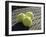 Three Tennis Balls-null-Framed Premium Photographic Print