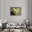 Three Tennis Balls-null-Photographic Print displayed on a wall