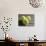 Three Tennis Balls-null-Photographic Print displayed on a wall