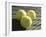 Three Tennis Balls-null-Framed Photographic Print