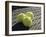 Three Tennis Balls-null-Framed Photographic Print