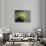 Three Tennis Balls-null-Photographic Print displayed on a wall