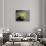 Three Tennis Balls-null-Photographic Print displayed on a wall