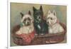 Three Terriers in a Basket-null-Framed Art Print