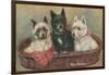 Three Terriers in a Basket-null-Framed Art Print