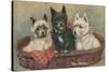 Three Terriers in a Basket-null-Stretched Canvas
