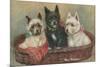 Three Terriers in a Basket-null-Mounted Art Print