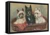 Three Terriers in a Basket-null-Framed Stretched Canvas