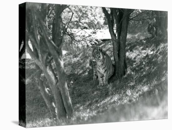 Three Tigers Resting under Small Trees in their New Enclosure at Whipsnade, May 1934-Frederick William Bond-Stretched Canvas