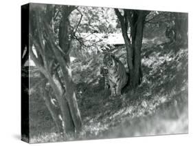 Three Tigers Resting under Small Trees in their New Enclosure at Whipsnade, May 1934-Frederick William Bond-Stretched Canvas