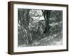 Three Tigers Resting under Small Trees in their New Enclosure at Whipsnade, May 1934-Frederick William Bond-Framed Giclee Print