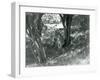 Three Tigers Resting under Small Trees in their New Enclosure at Whipsnade, May 1934-Frederick William Bond-Framed Giclee Print