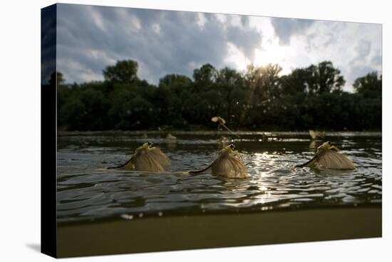 Three Tisza Mayflies (Palingenia Longicauda) Taking Off, Tisza River, Hungary, June 2009-Radisics-Stretched Canvas