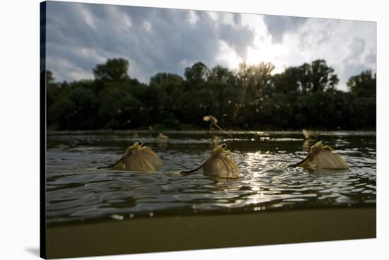 Three Tisza Mayflies (Palingenia Longicauda) Taking Off, Tisza River, Hungary, June 2009-Radisics-Stretched Canvas