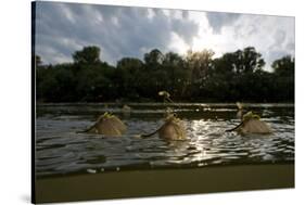 Three Tisza Mayflies (Palingenia Longicauda) Taking Off, Tisza River, Hungary, June 2009-Radisics-Stretched Canvas