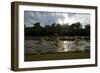 Three Tisza Mayflies (Palingenia Longicauda) Taking Off, Tisza River, Hungary, June 2009-Radisics-Framed Photographic Print