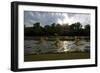 Three Tisza Mayflies (Palingenia Longicauda) Taking Off, Tisza River, Hungary, June 2009-Radisics-Framed Photographic Print