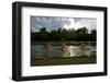 Three Tisza Mayflies (Palingenia Longicauda) Taking Off, Tisza River, Hungary, June 2009-Radisics-Framed Photographic Print