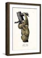 Three-Toad Sloth, 1824-Karl Joseph Brodtmann-Framed Giclee Print