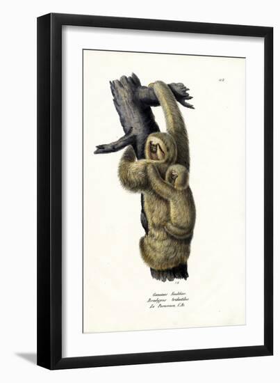 Three-Toad Sloth, 1824-Karl Joseph Brodtmann-Framed Giclee Print