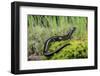 Three-toed Earless Skink, Goulburn River, Victoria, Australia-Robert Valentic-Framed Photographic Print