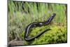 Three-toed Earless Skink, Goulburn River, Victoria, Australia-Robert Valentic-Mounted Photographic Print