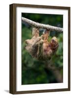 Three-Toed Sloth (Bradypus tridactylus) hanging on branch, Sarapiqui, Costa Rica-null-Framed Photographic Print