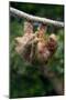 Three-Toed Sloth (Bradypus tridactylus) hanging on branch, Sarapiqui, Costa Rica-null-Mounted Photographic Print