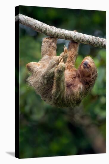 Three-Toed Sloth (Bradypus tridactylus) hanging on branch, Sarapiqui, Costa Rica-null-Stretched Canvas